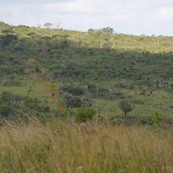 2015-05 South Africa/iMfolozi/DSC_0354.JPG